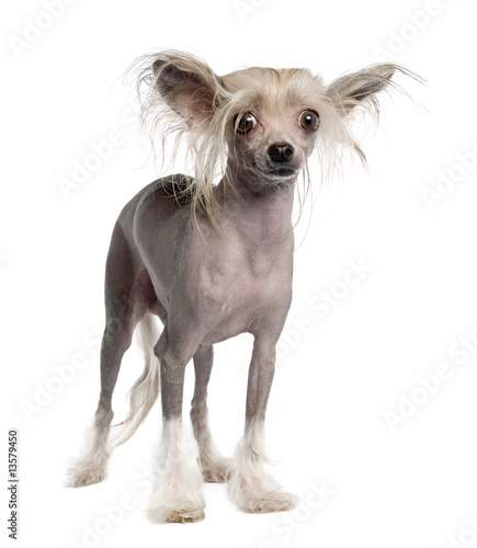 Chinese Crested Dog - Hairless