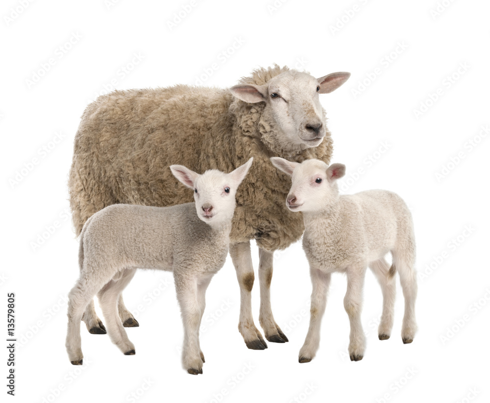 a Ewe with her two lambs a Ewe with her two lambs
