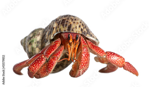 Fotografia hermit crab - Coenobita perlatus