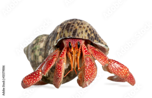 Tableau sur toile hermit crab - Coenobita perlatus