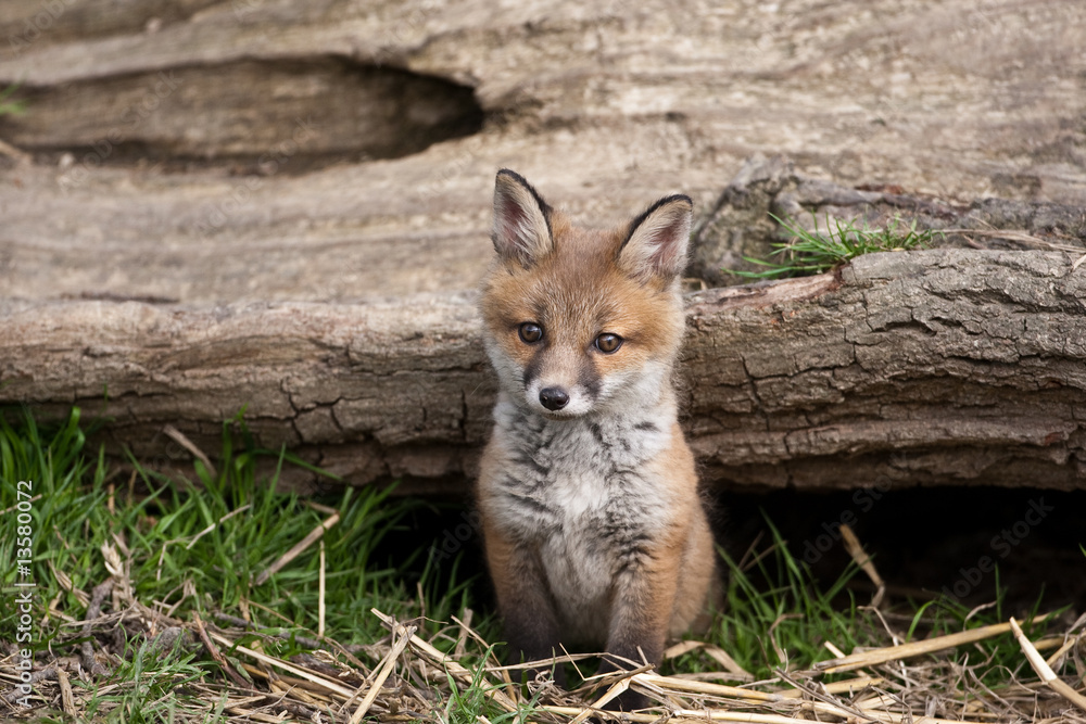 Fotografie Red Fox in British Countryside