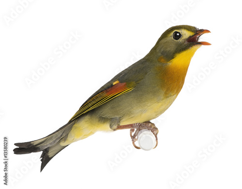 Red-billed Leiothrix - Leiothrix lutea