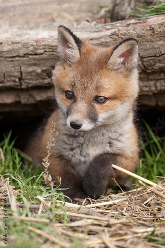 Fotomurale Red Fox in British Countryside