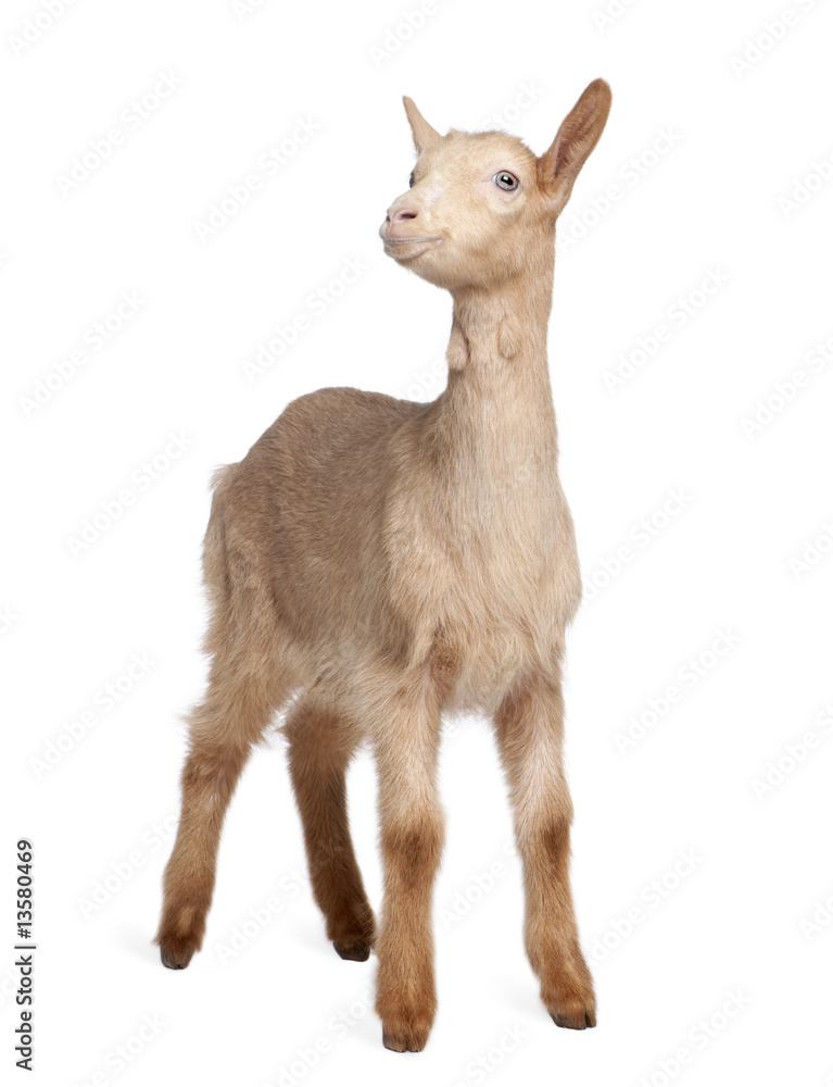 Fototapeta premium Young brown Goat (2 months old)
