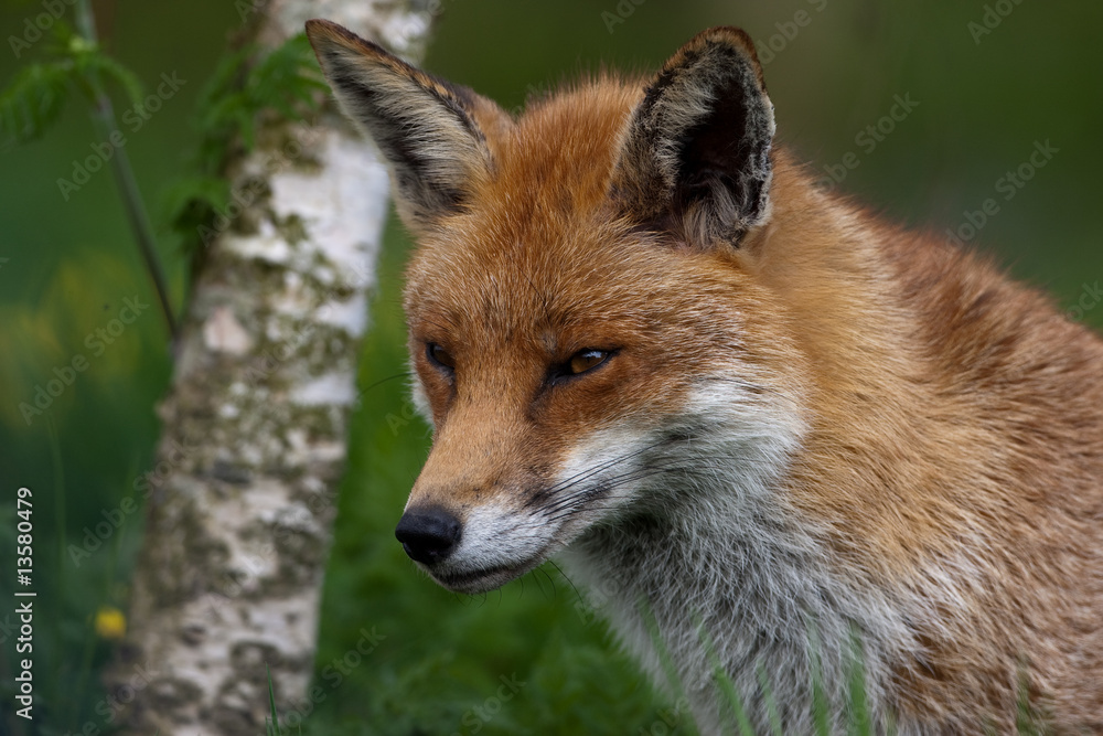 Red Fox in British Countryside Red Fox in British Countryside
