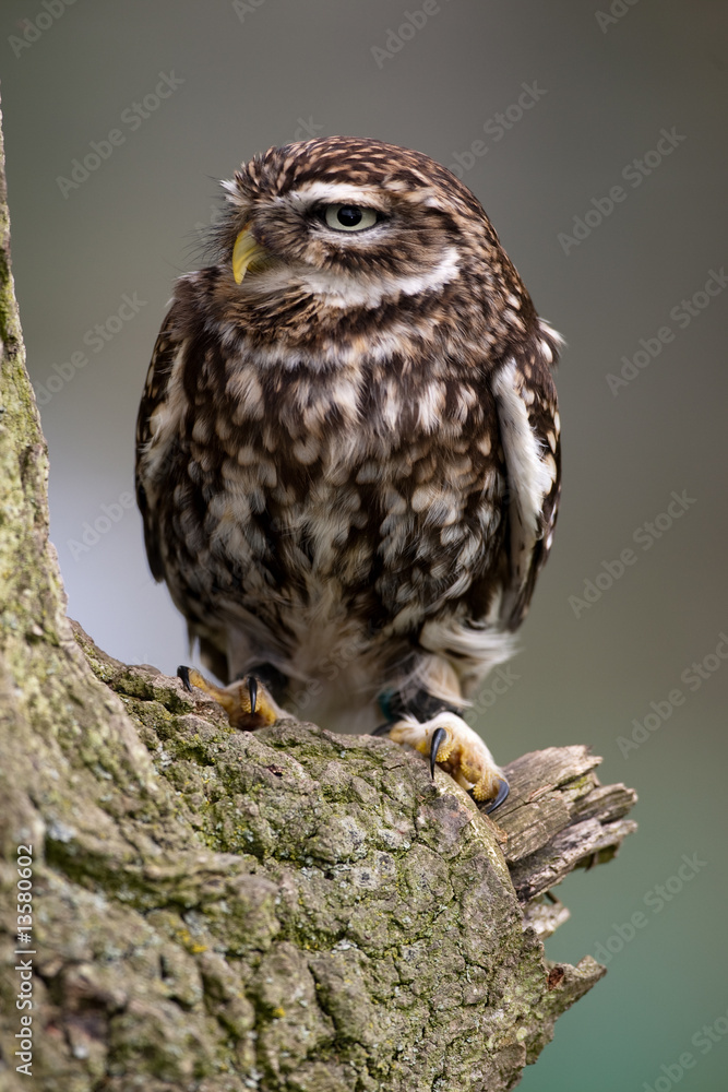 Little Owl on perch Little Owl on perch