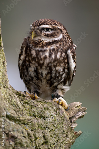 Little Owl on perch