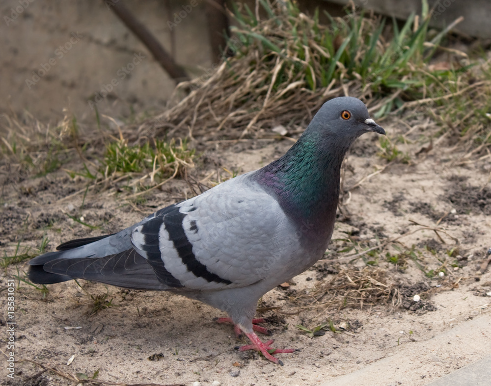 Obraz premium Grey pigeon