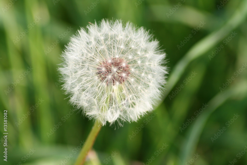 Fototapeta premium pissenlit