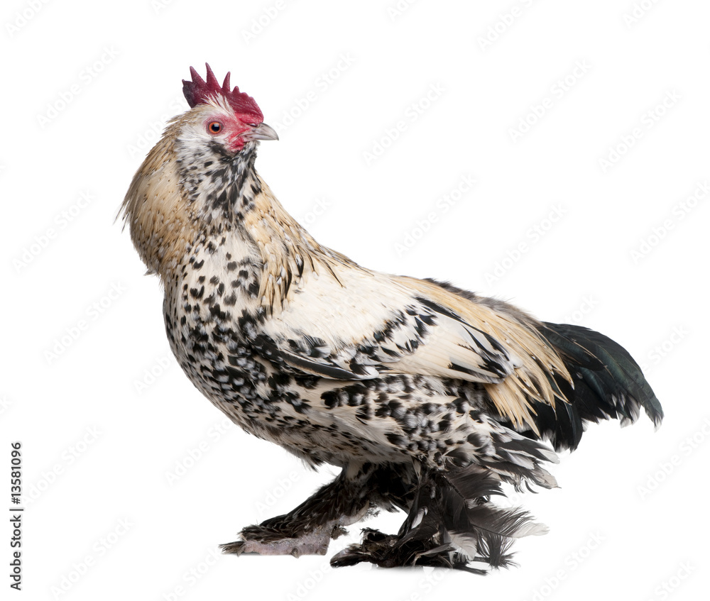 Fototapeta premium rooster Booted Bantam (1 year old)