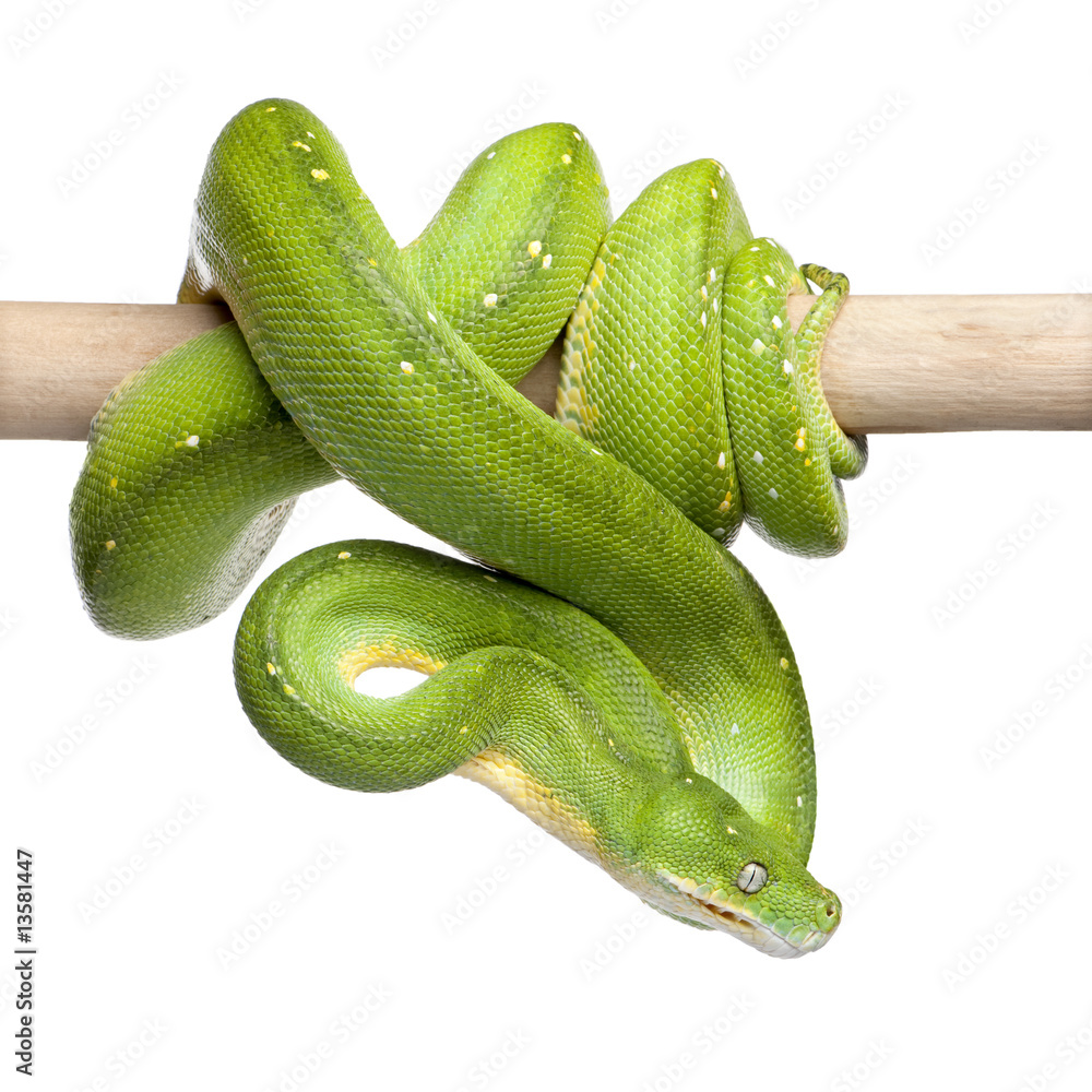 Fototapeta premium green tree python looking down - Morelia viridis (5 years old)