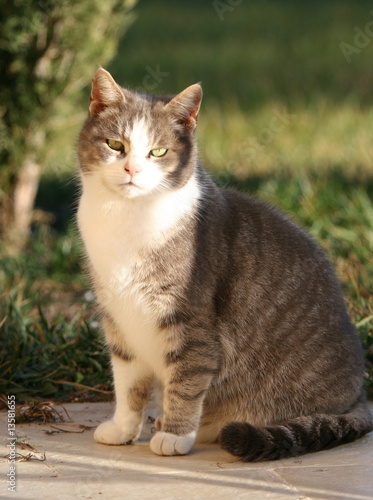 Chat Europeen Stock Photo Adobe Stock