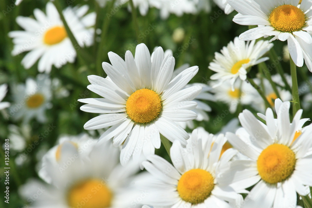 Fototapeta premium margeriten einzel