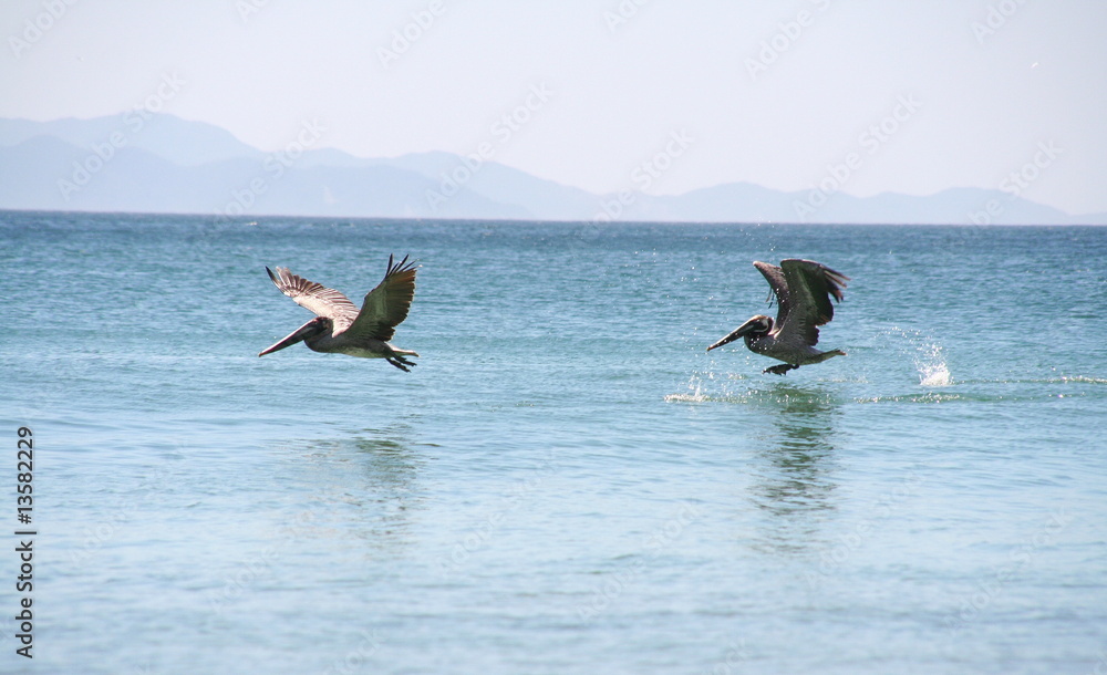 Naklejka premium Pélicans en chasse
