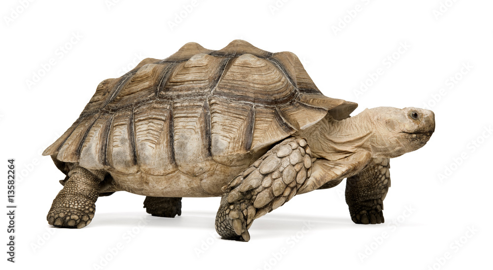 Fototapeta premium African Spurred Tortoise - Geochelone sulcata