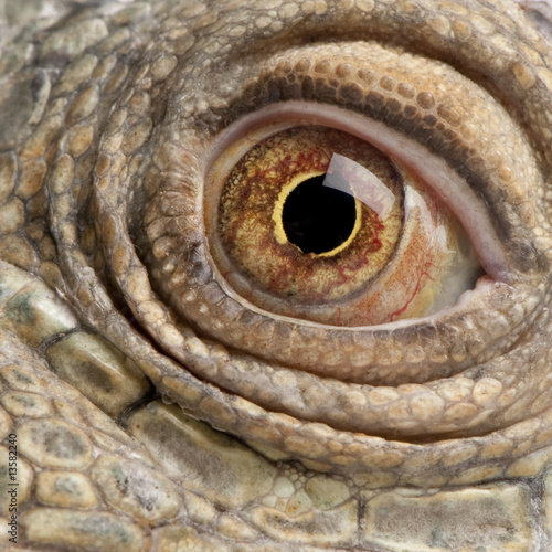 close-up on a Green Iguana - Iguana iguana (6 years old)