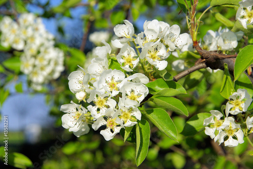 Birnbaumblüte - flowering of pear tree 02 © LianeM