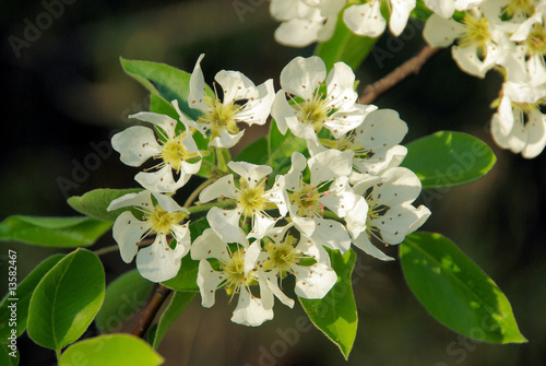 Birnbaumblüte - flowering of pear tree 12