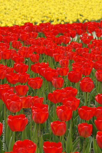 Rote Tulpen