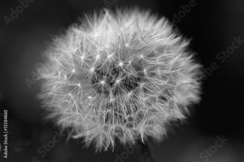 Pusteblume