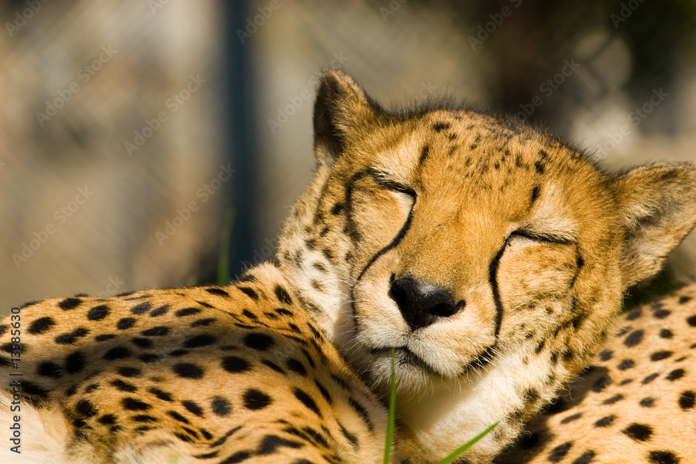 Fototapeta premium Acinonyx jubatus, Cheetah