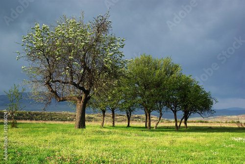 Trees on meadow
