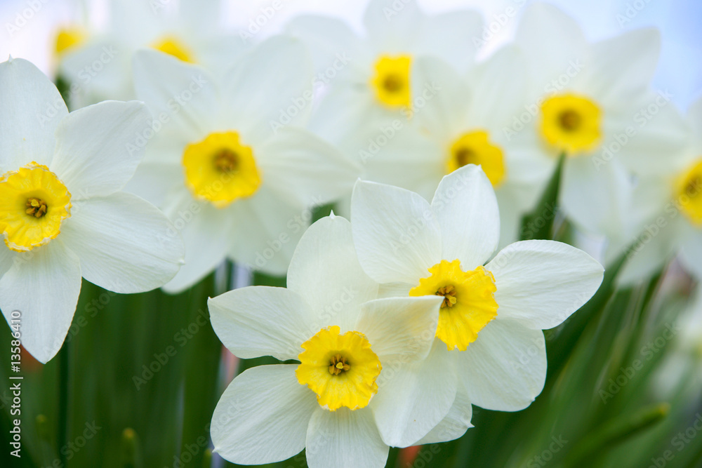 Fototapeta premium Daffodils