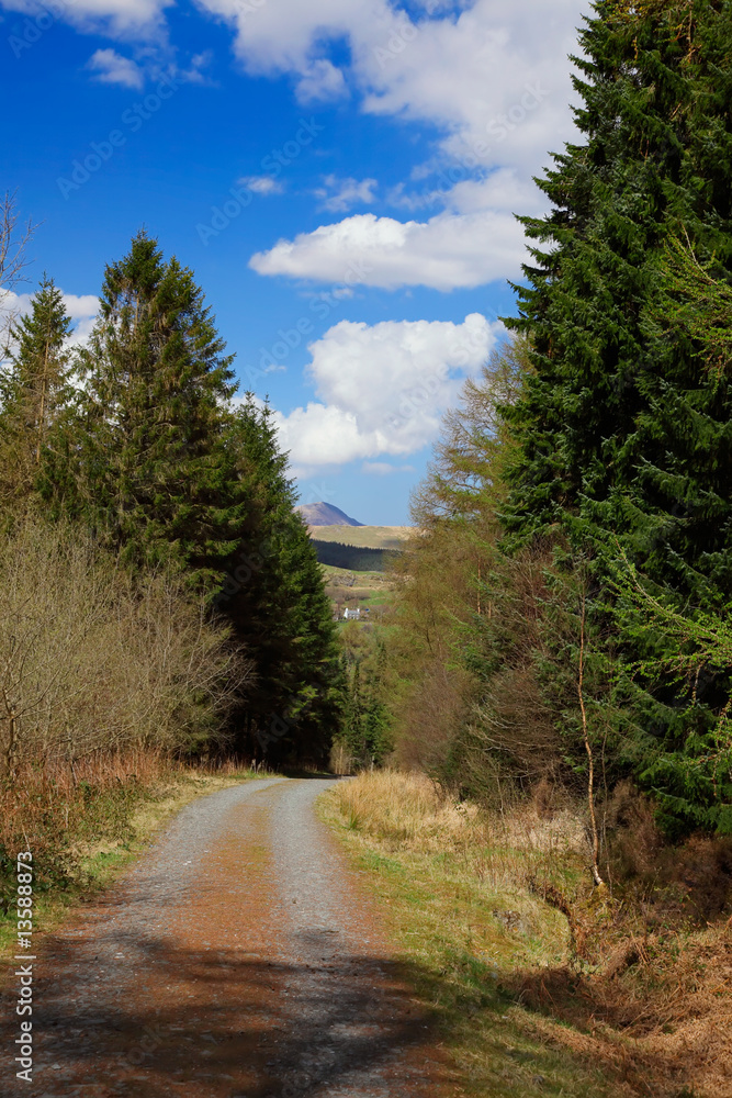 Fototapeta premium path through the pine forest under the blue cloudy sky in Wales