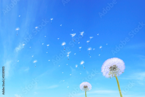 dandelion seed