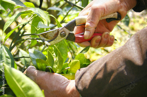 Man cutting the Orange tree in springtime.