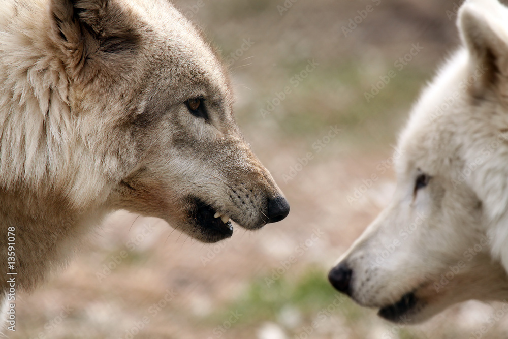 Fototapeta premium Angry Wolves