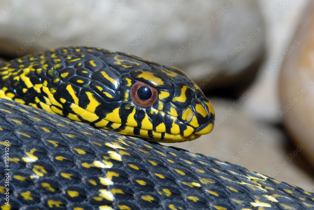 Fototapeta premium Bull snake