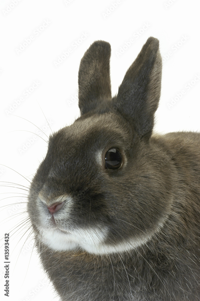Fototapeta premium Lapin nain