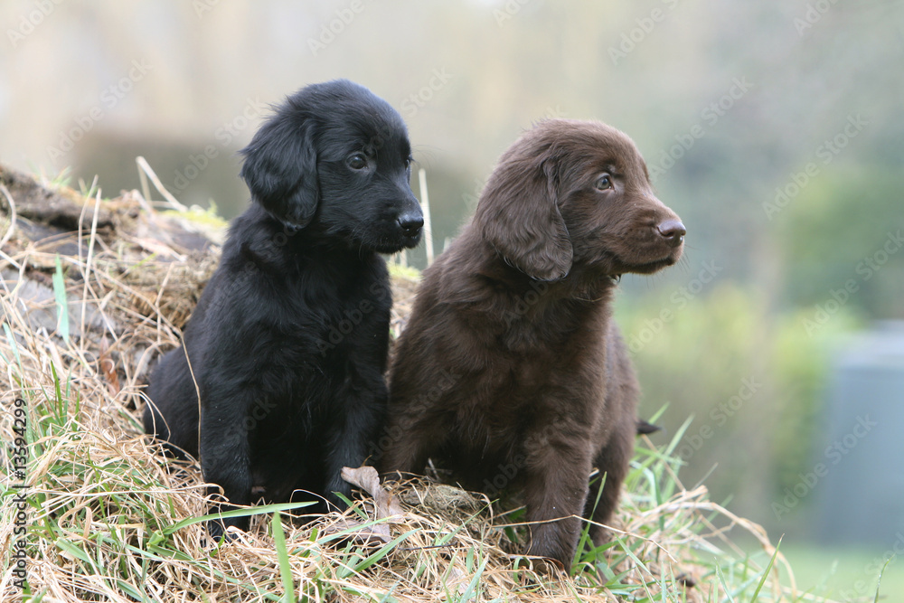 deux adorables chiots flat coated retriever assis côte à côte deux adorables chiots flat coated retriever assis côte à côte