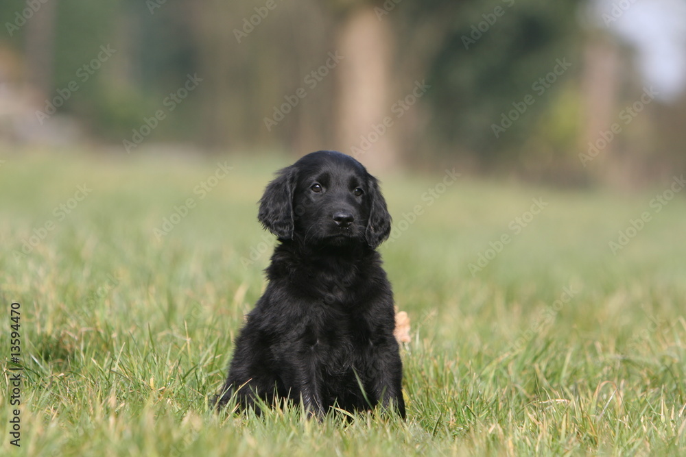 chiot flat coated retriever noir assis de face à la campagne chiot flat coated retriever noir assis de face à la campagne