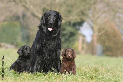 mére flat coated retriever et ses deux chiots de face