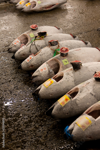 Frozen Tuna at the world's biggest fish market