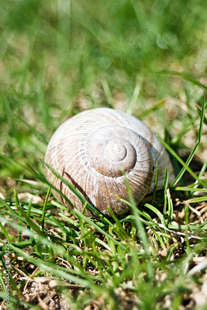 Snail Snail