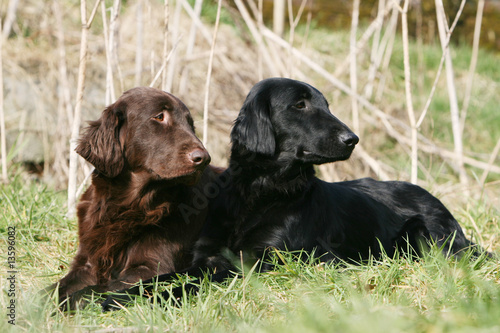 deux flat coated retriever adultes attentifs au repos