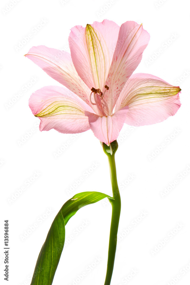 Alstroemeria flower