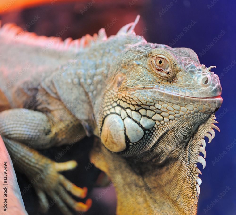 iguana iguana