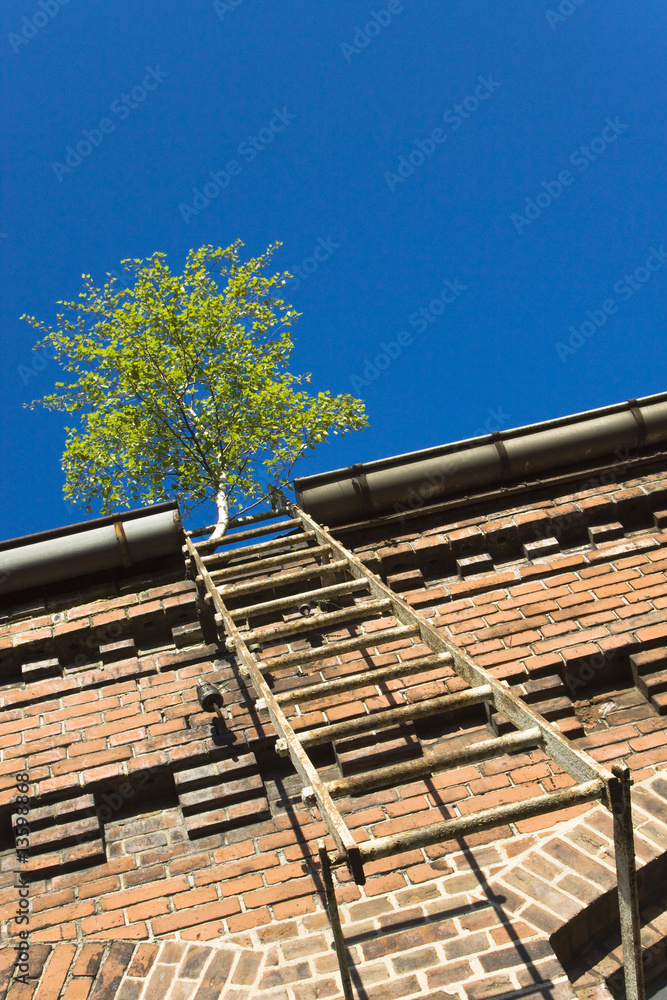 Obraz premium Einzelgaenger