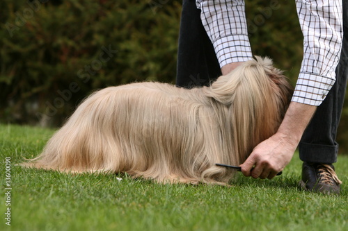 Obraz na płótnie lhassa apso se faisant peigner - entretien toilettage soin w salonie