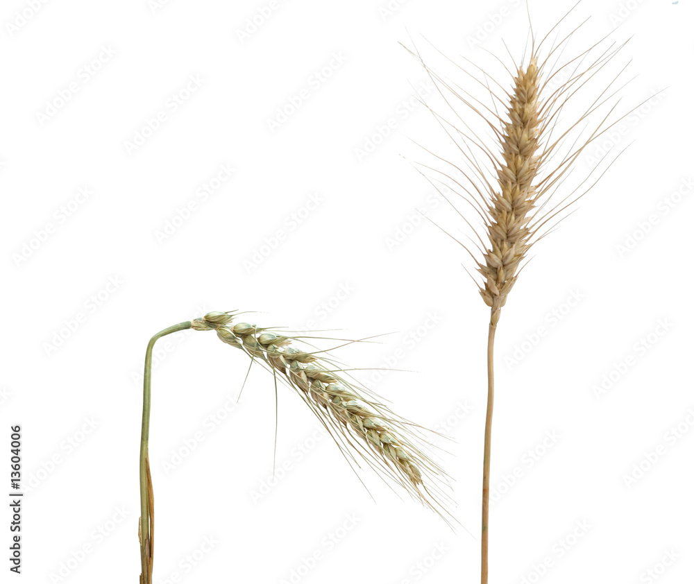 wheat isolated on white background wheat isolated on white background
