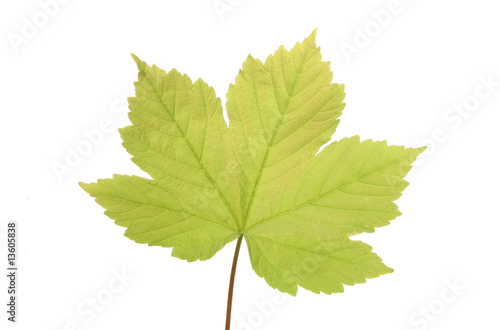 Sycamore leaf photo