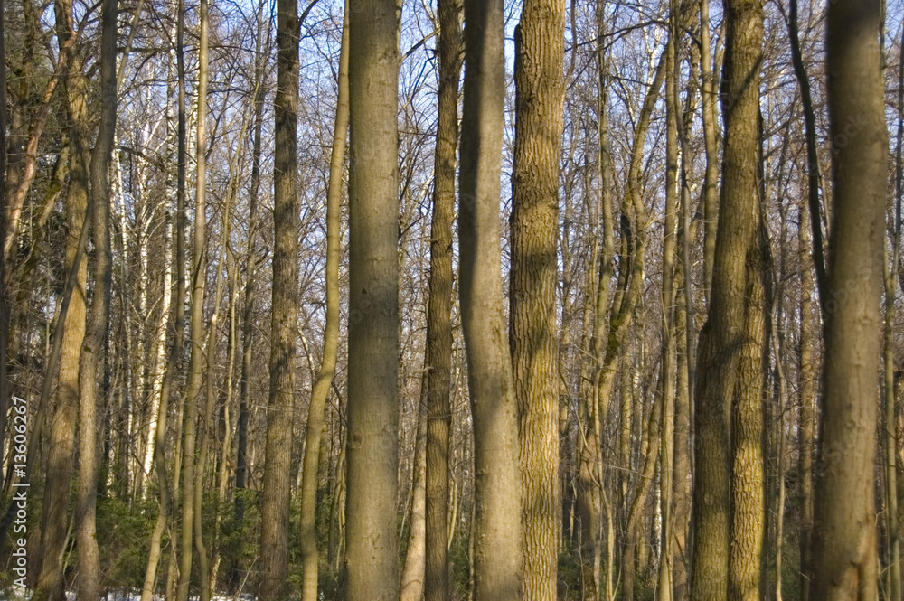 Fototapeta premium trees trunks - spring morning