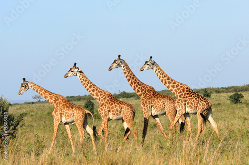 Group of giraffes in  the Masai Mara Reserve (Kenya)