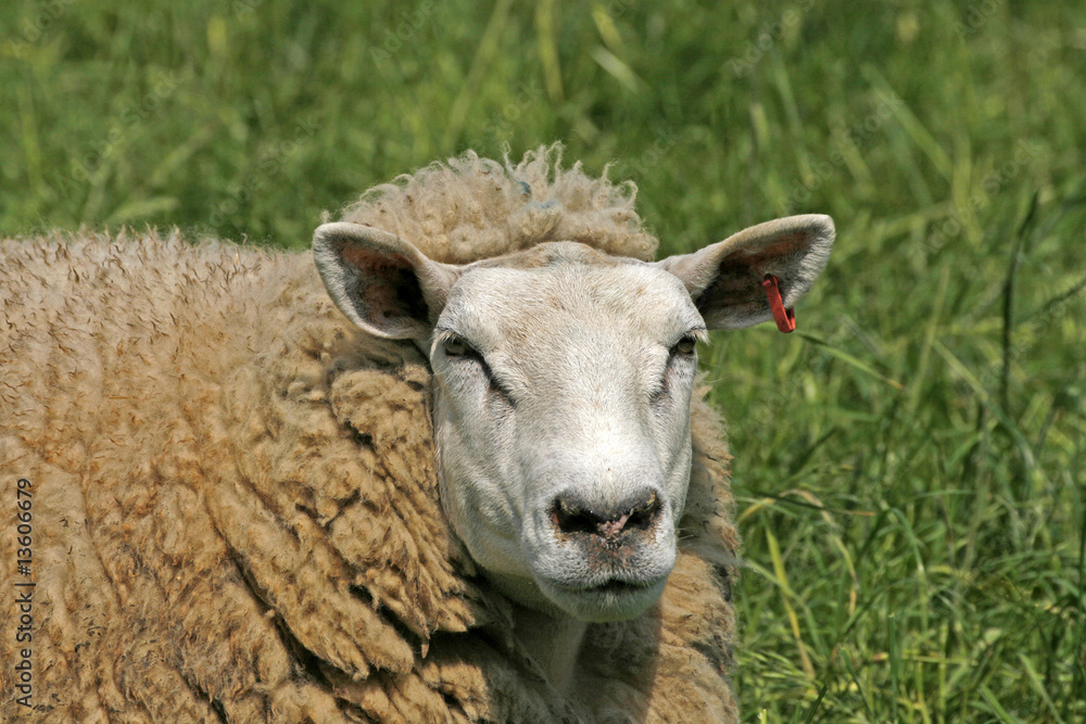 Schaf (Sheep)