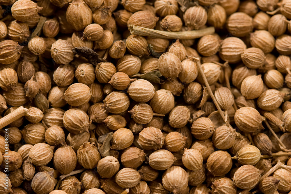 coriander