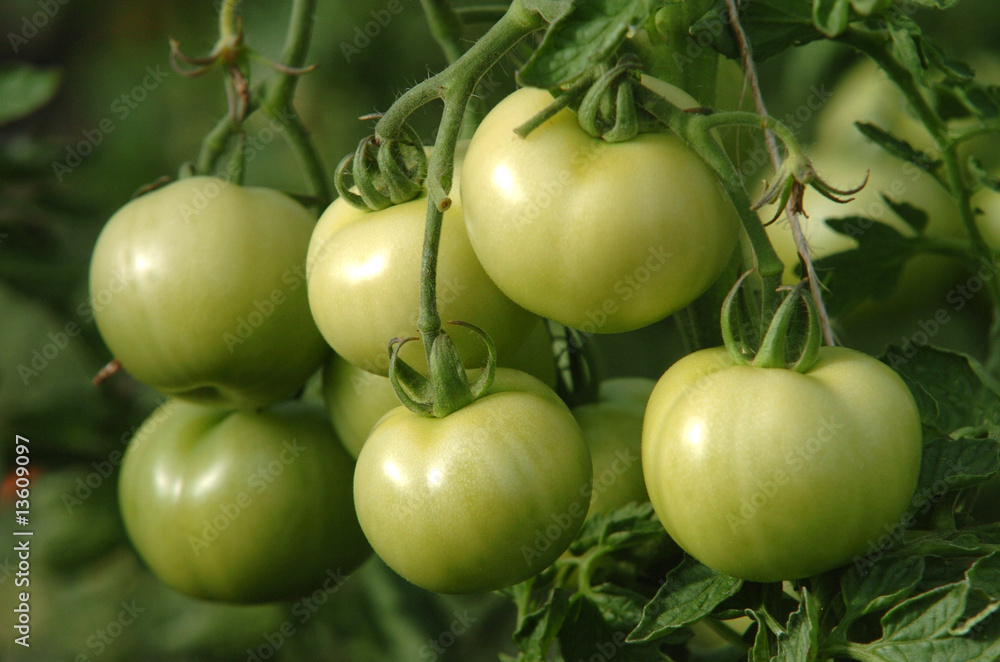 tomate verte tomate verte
